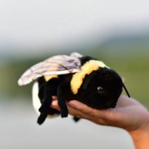 Cute Animal Plush Toys