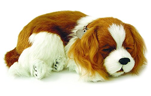 Dog That Looks Like a Stuffed Toy