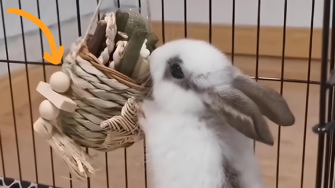 How to Make a Diy Guinea Pig Toy