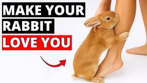How to Make Diy Bunny Toys