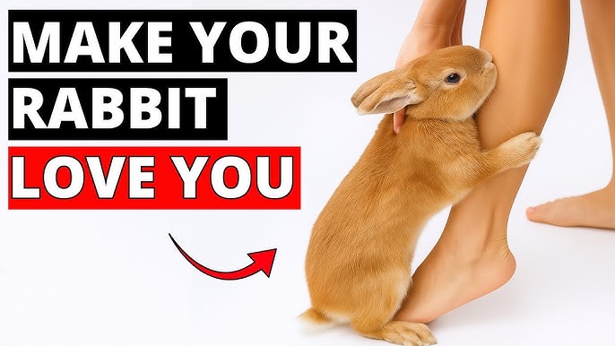 How to Make Diy Bunny Toys