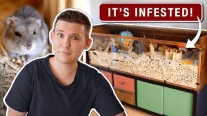 How to Make Diy Hamster Toys