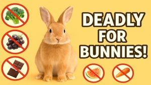 How to Make Diy Rabbit Toys