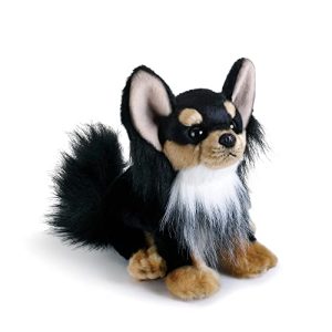 Long Haired Toy Chihuahua