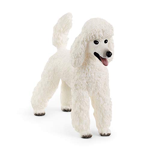 Miniature And Toy Poodle