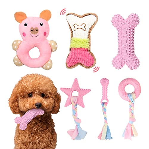 Small Dogs Toy Poodle