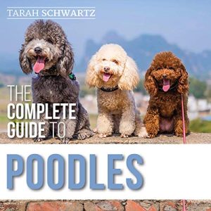 Toy Poodle Dog Breeders near Me