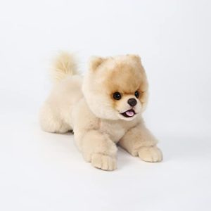 Toy Size Pomeranian Puppies