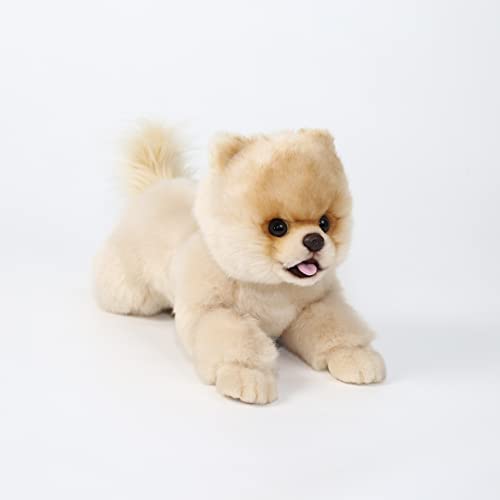 Toy Size Pomeranian Puppies