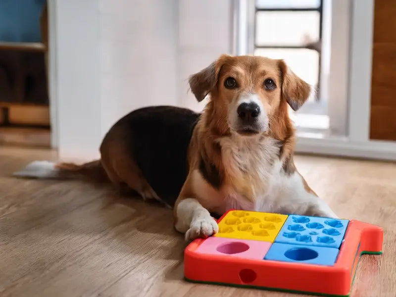 What is Considered a Puzzle Toy for a Dog