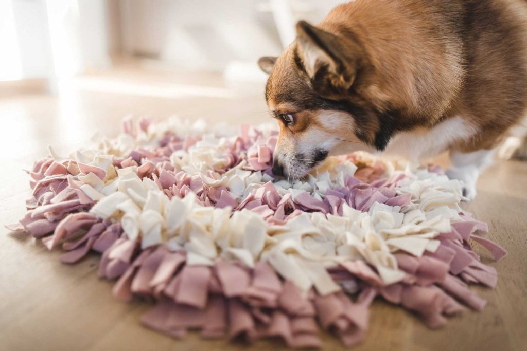 What is the Safest Dog Puzzle Toys 2019