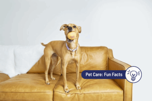 Why Do Dogs Collect Toys